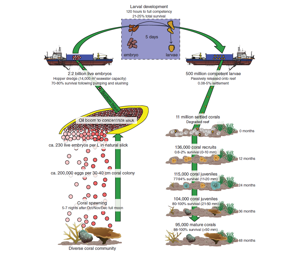 Paper: Optimizing industrial-scale coral reef restoration: comparing harvesting wild coral spawn slicks and transplanting gravid adult colonies